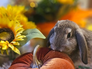 French Lop rabbits - Advert 15