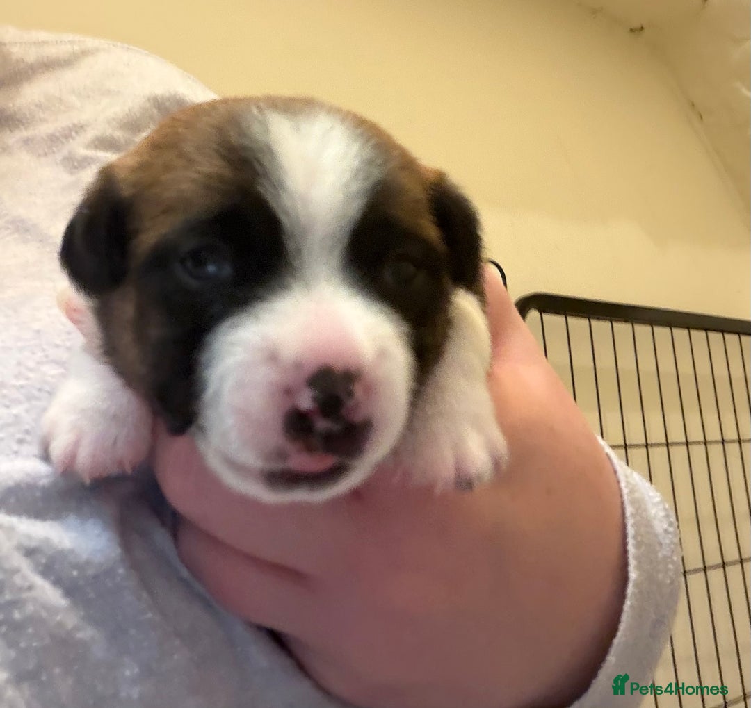 Jack Russell dogs for sale: Jack Russell puppies - Advert 5