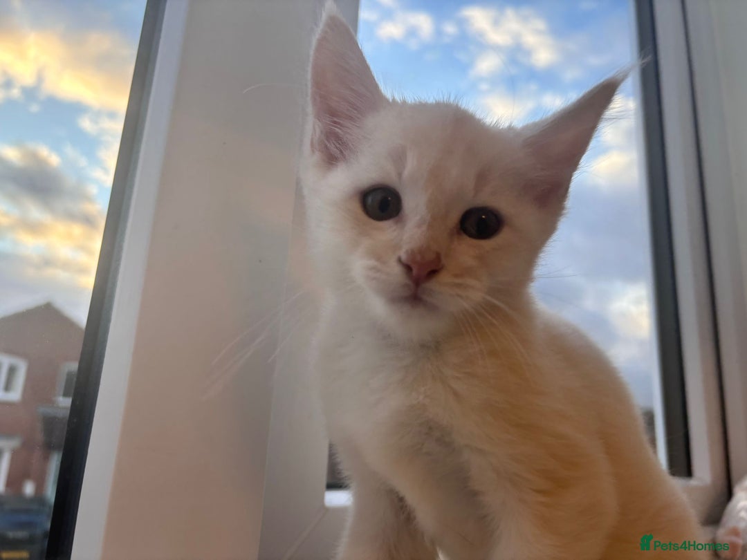 Maine Coon cats for sale: 5 Amazing Maine Coon kittens  - Image 10