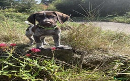 German Shorthaired Pointer dogs for sale: 3boys 3girls left ‼️Stunning Litter of GSP puppies - Image 5