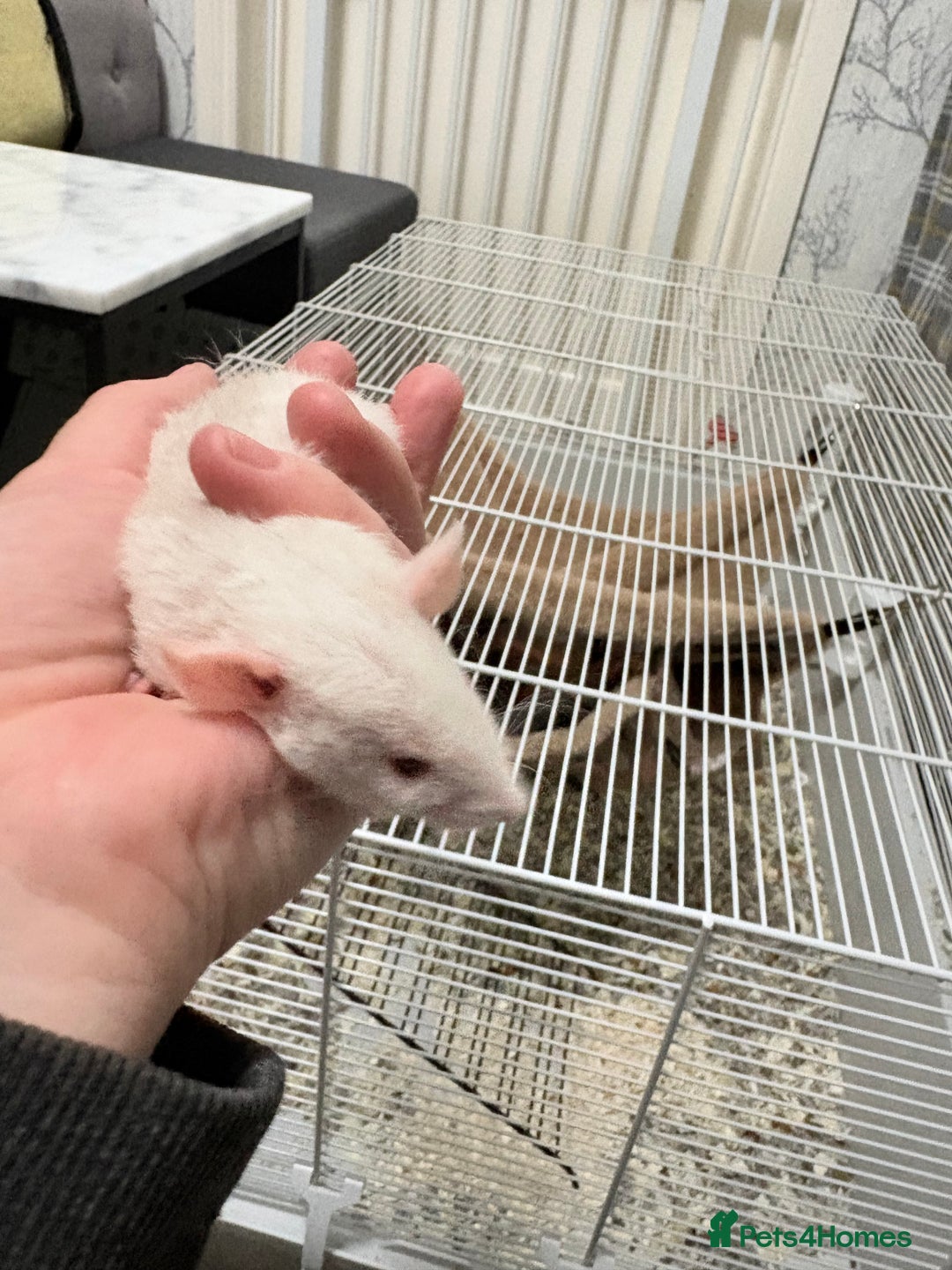 Rat rodents for sale: Beautiful male dumbo/husky baby rats - Advert 8