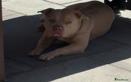 American Bulldog dogs for sale: Pocket bully  female  - Image 1