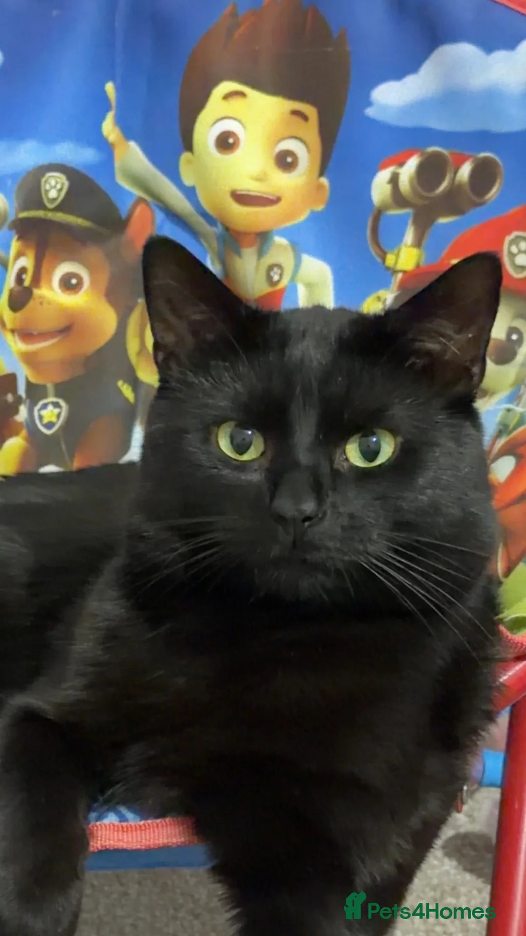 Domestic Shorthair cats for sale: Bandit – Cat Looking for a Loving Home - Advert 1