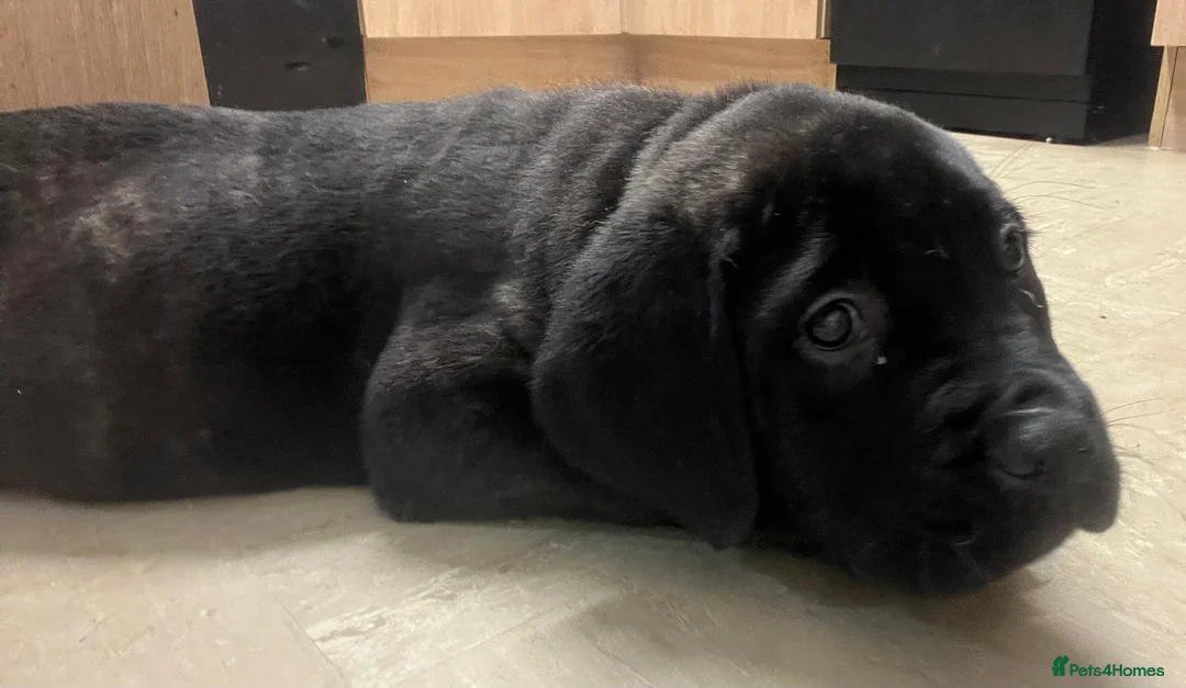 Mixed Breed dogs for sale: Litter of 10 Beautiful, Chunky Puppies - Advert 2