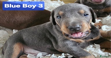 Dobermann dogs - Advert 13