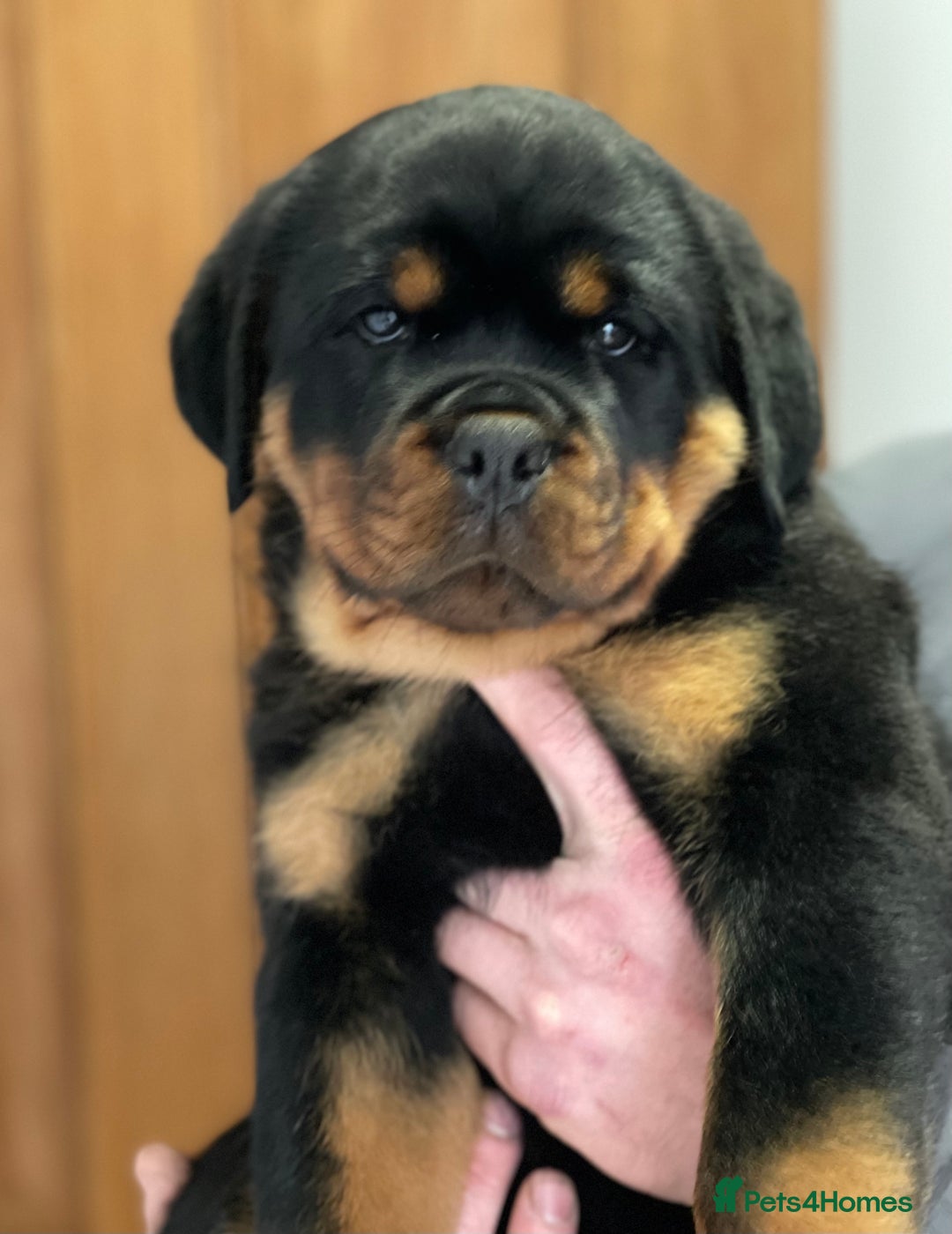 Rottweiler dogs for stud: ABSOLUTELY BEAUTIFUL KC Health Tested *FOR STUD* in Mansfield - Advert 28