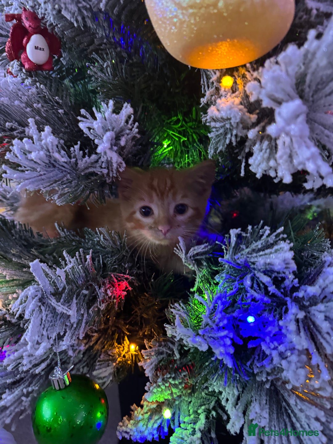 Domestic Shorthair cats for sale: Ginger Kittens - Advert 5