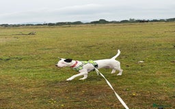 Mixed Breed dogs for sale: 10 month old staffy x for rehoming  - Image 1