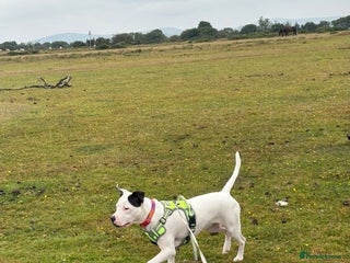 Mixed Breed dogs for sale - Advert 1