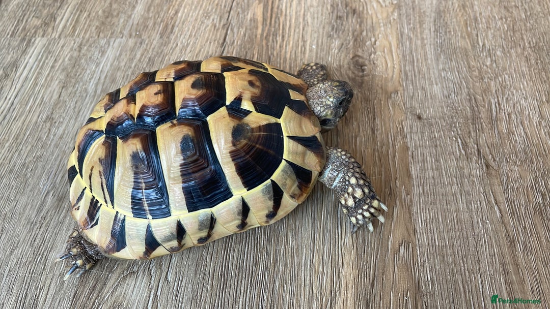 Hermann Tortoise reptiles for sale: Herman tortoises  - Image 2