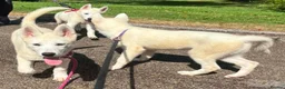 Siberian Husky dogs for sale: 1 white female husky pup 1st & 2nd Vaccines! - Advert 5