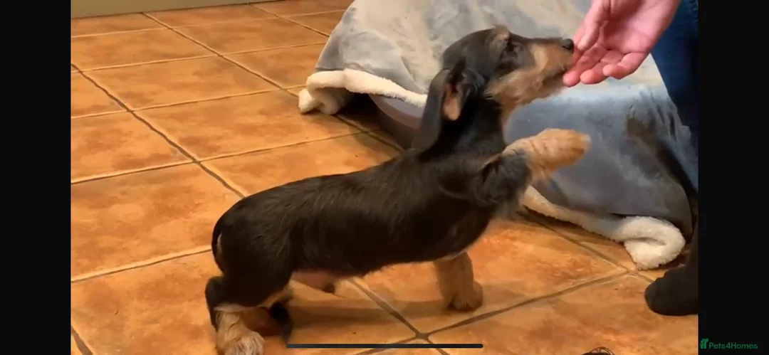 Jack Russell dogs for sale: Jack Russel Puppies - Advert 6