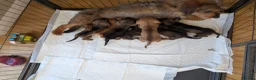 Mixed Breed dogs for sale: 3/4 dachshund 1/4 jack Russell - Advert 35