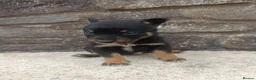 Mixed Breed dogs for sale: Kelpie X Collie Pups for Sale - Advert 4