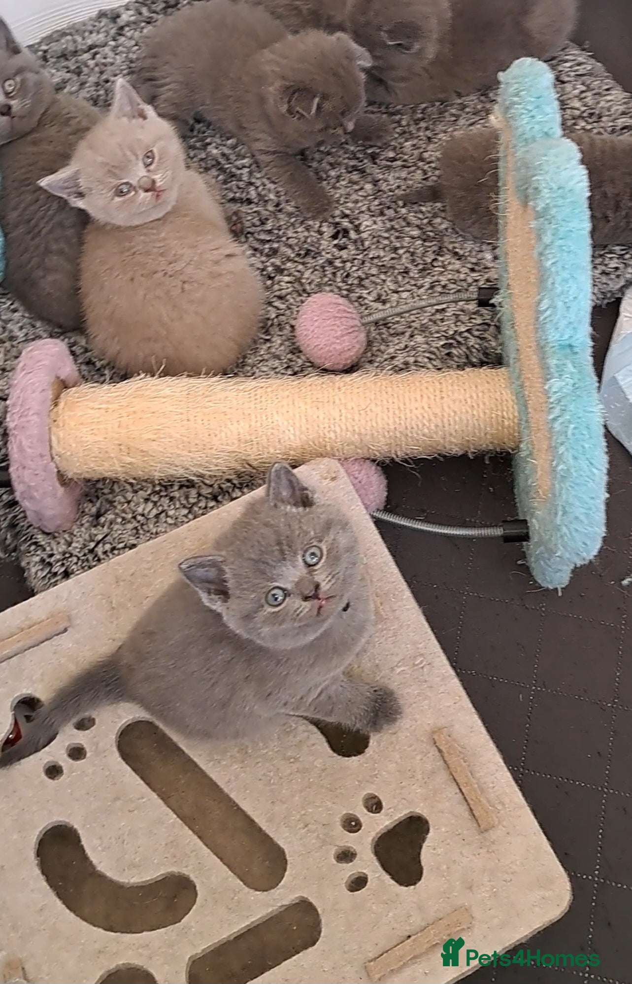 British Shorthair cats British Shorthair Blue are available  - Advert 2