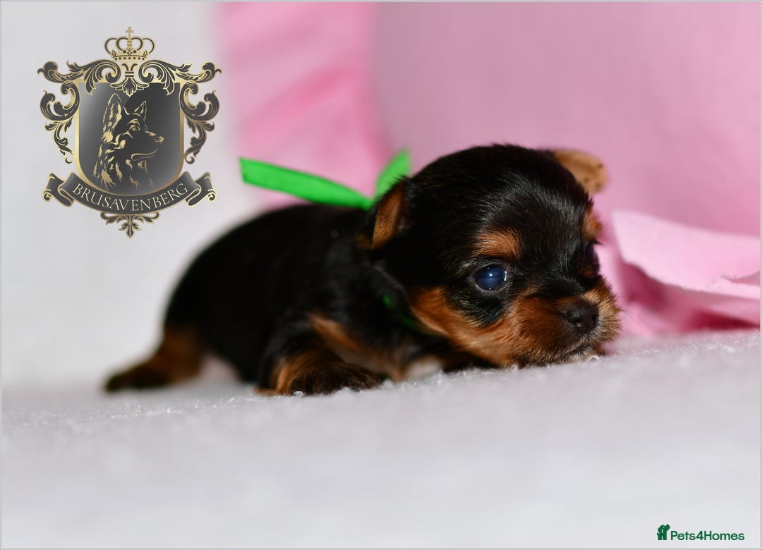 Yorkshire Terrier dogs for sale: KC REGISTERED DNA TESTED PARENTS MINIATURE YORKIES - Image 12