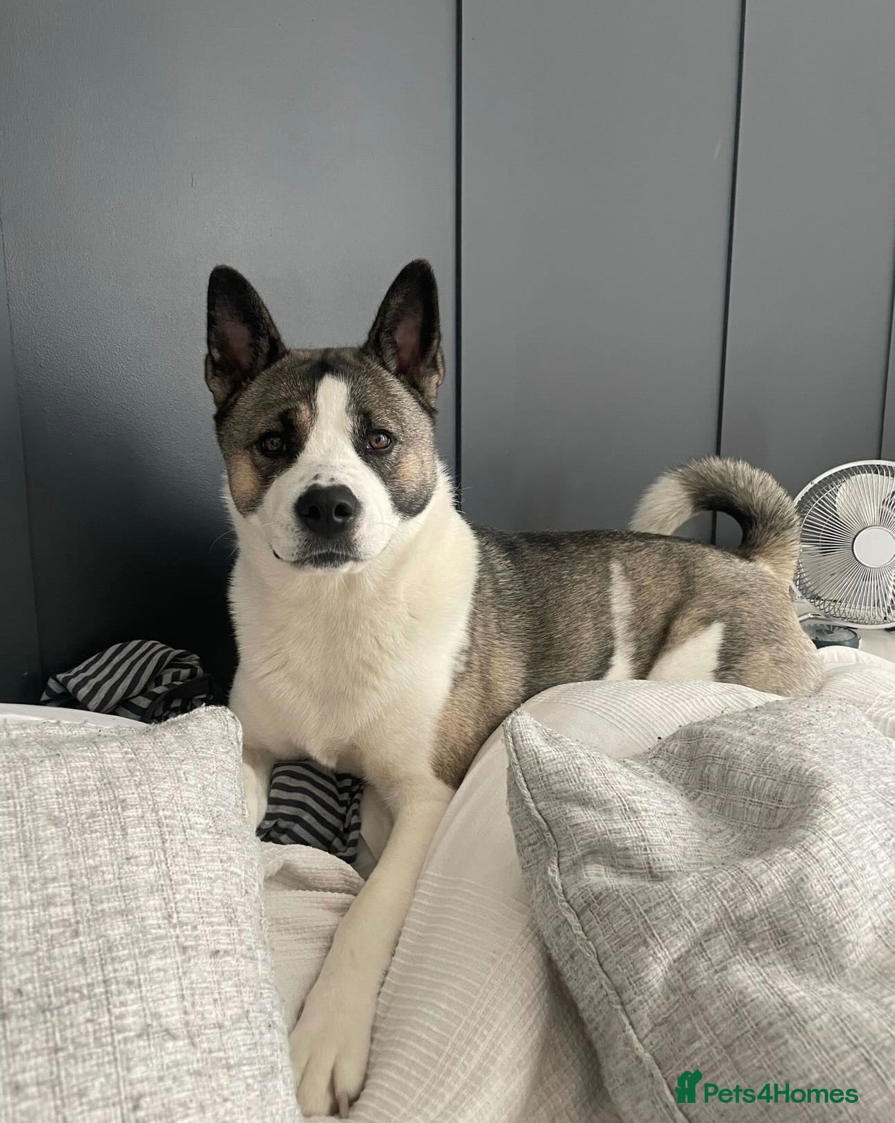 Mixed Breed dogs Lexi - 6 Year old Akita x Staffy  - Advert 1