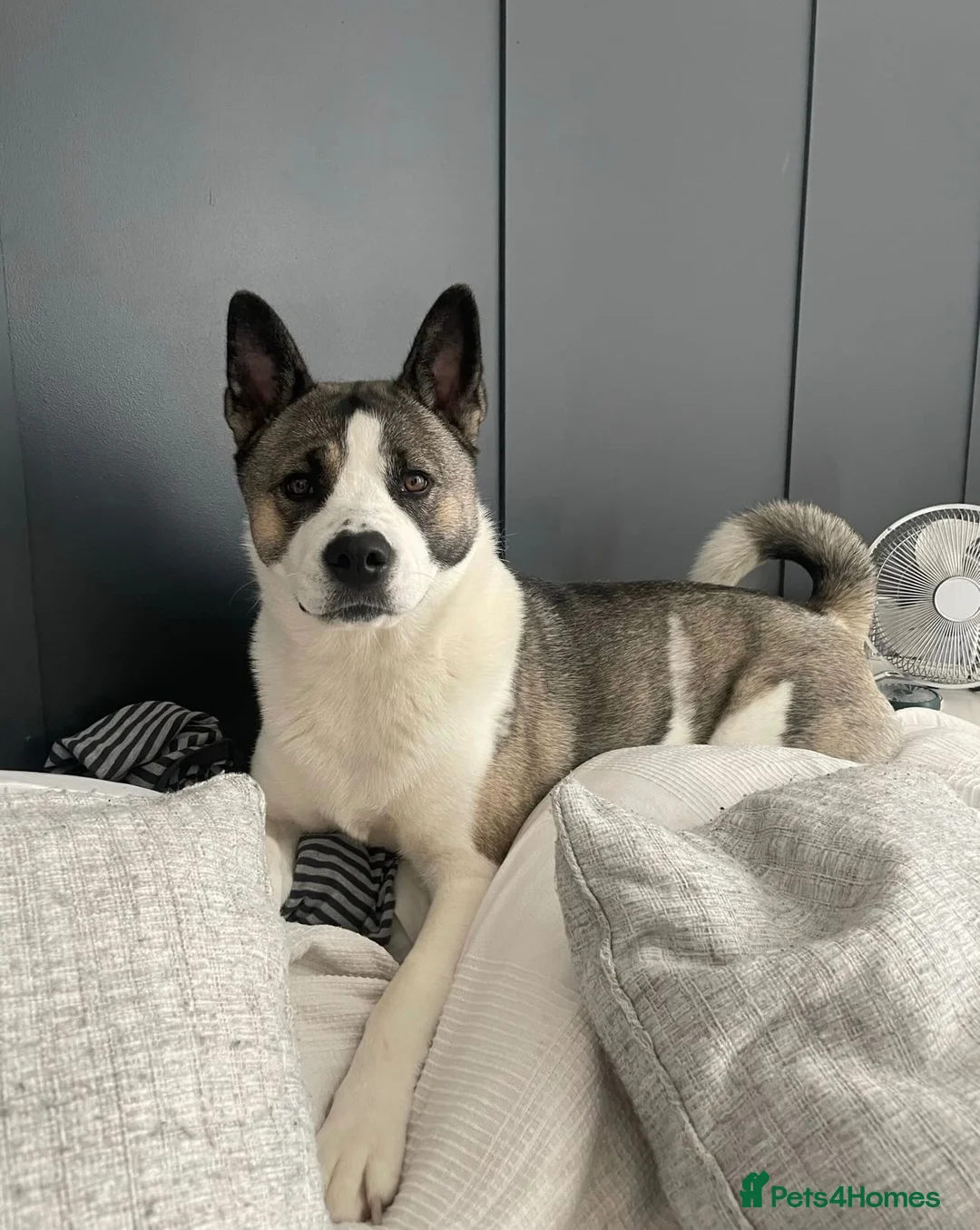 Mixed Breed dogs for sale: Lexi - 6 Year old Akita x Staffy  - Advert 1