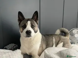 Mixed Breed dogs Lexi - 6 Year old Akita x Staffy - Advert 1