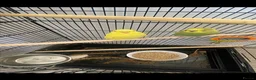 Budgerigars birds for sale: 2 budgies + cage + some food for sale in Watford - Advert 2