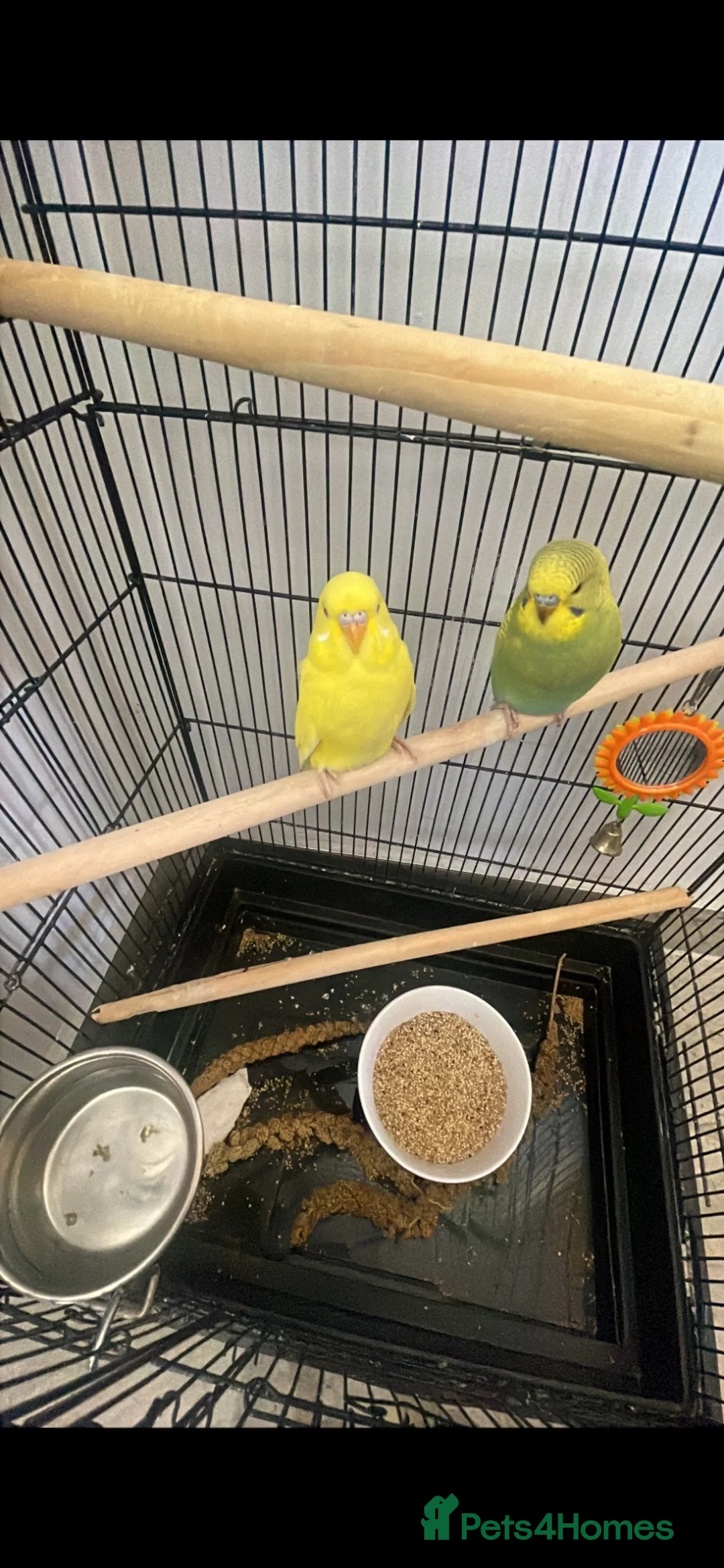 Budgerigars birds for sale: 2 budgies + cage + some food for sale in Watford - Advert 2