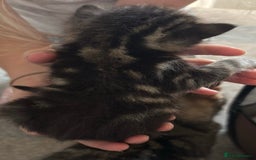 Mixed Breed cats for sale: Beautiful kittens ready to go 13 September   - Image 3