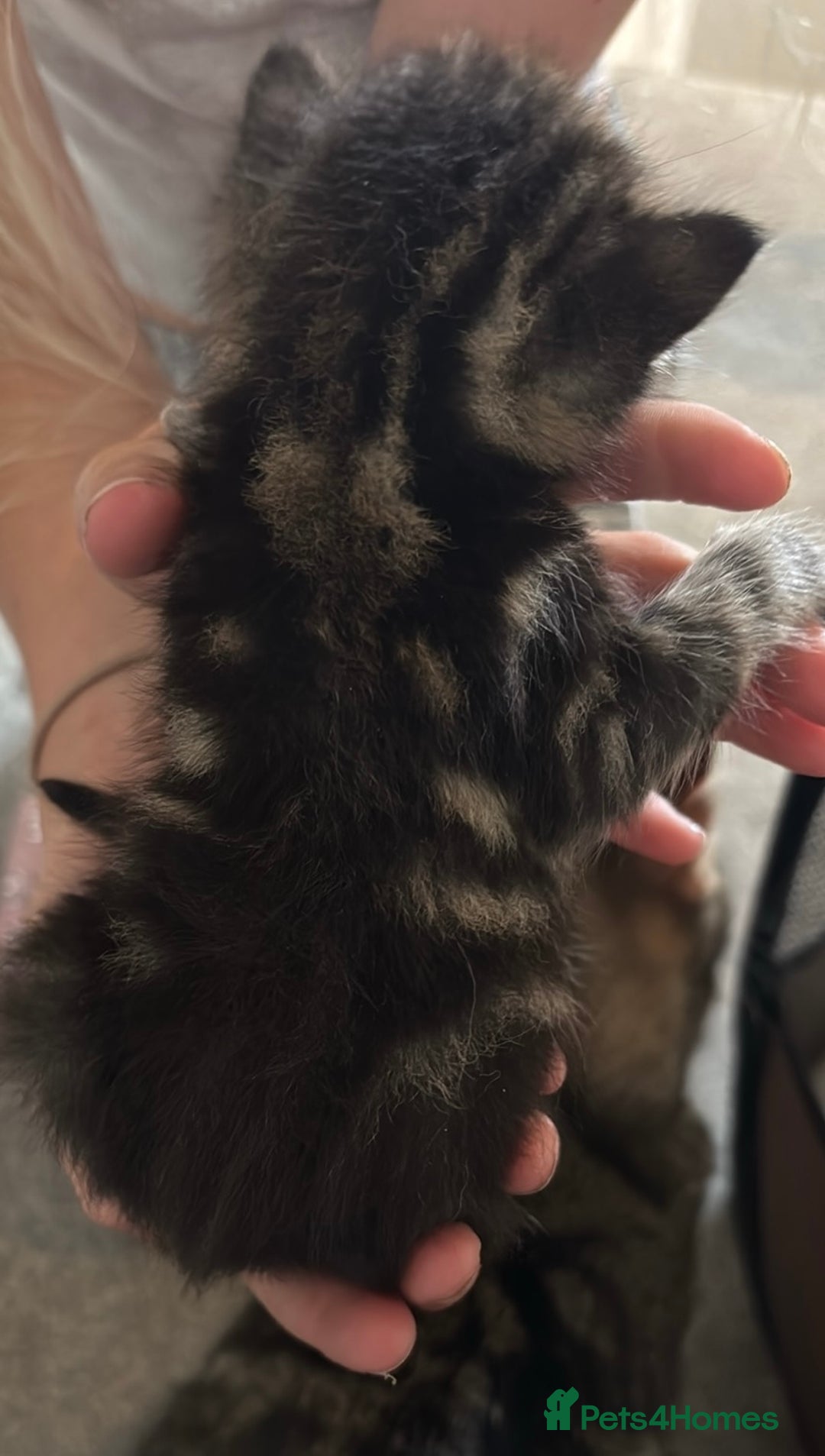 Mixed Breed cats for sale: Beautiful kittens ready to go 13 September   - Image 3