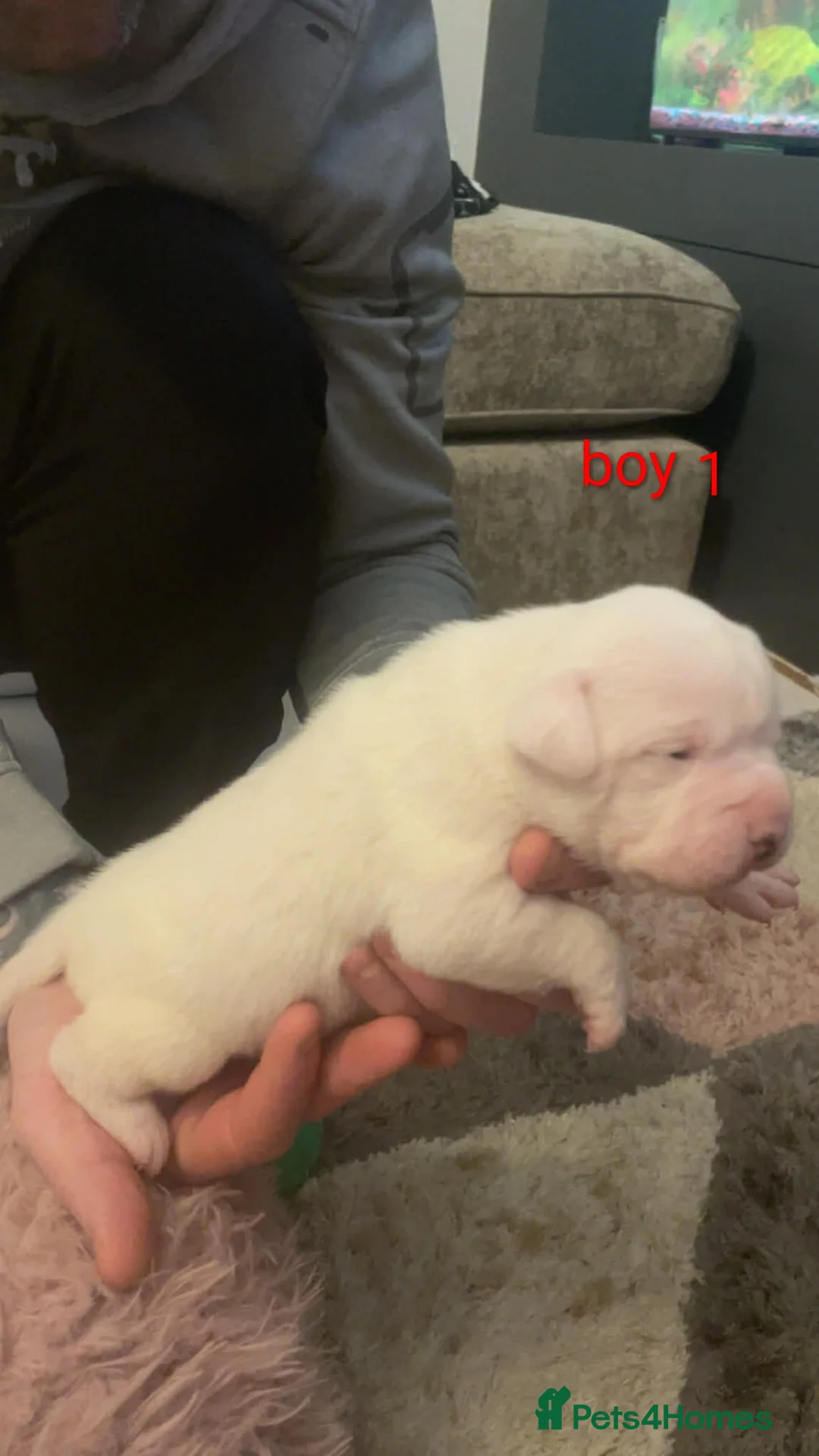 American Bulldog dogs for sale: Stunning American bulldog puppys - Advert 3