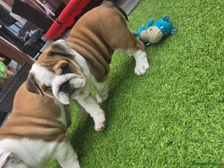 English Bulldog dogs 🐾 Last girl available ready Thursday 🥰 - Advert 10