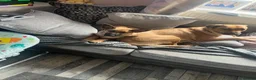 Mixed Breed dogs for sale: Nala looking for her forever home  - Advert 2
