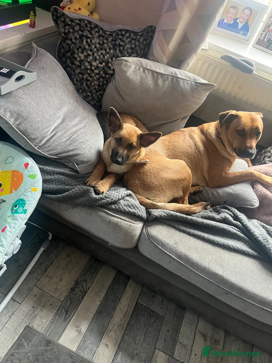 Mixed Breed dogs for sale: Nala looking for her forever home  - Advert 2