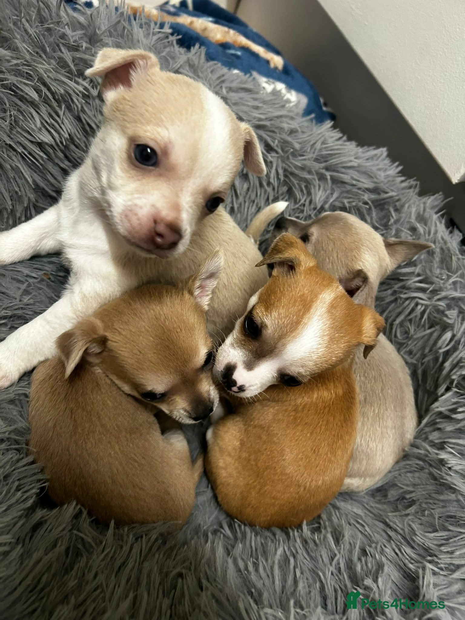 Chihuahua dogs 💛💚PEDIGREE CHIHUAHUAS READY NOW💛💚 - Advert 18