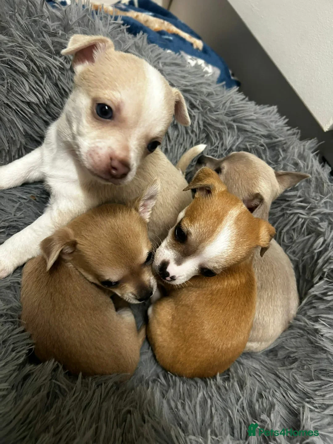 Chihuahua dogs for sale: 💛💚RefucedPEDIGREE CHIHUAHUAS💚💛 1 BOY LEFT - Advert 1