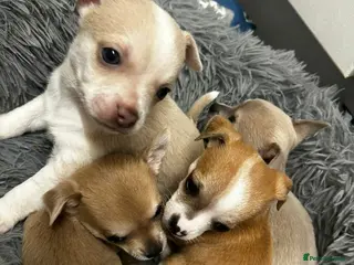 Chihuahua dogs 💛💚RefucedPEDIGREE CHIHUAHUAS💚💛 1 BOY LEFT - Advert 10