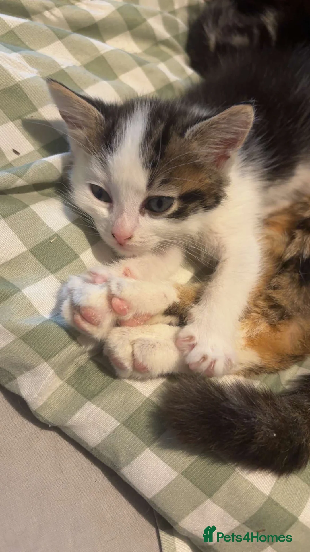 Mixed Breed cats for sale: two handsome boys looking for their forever homes in Llantwit Major - Advert 2