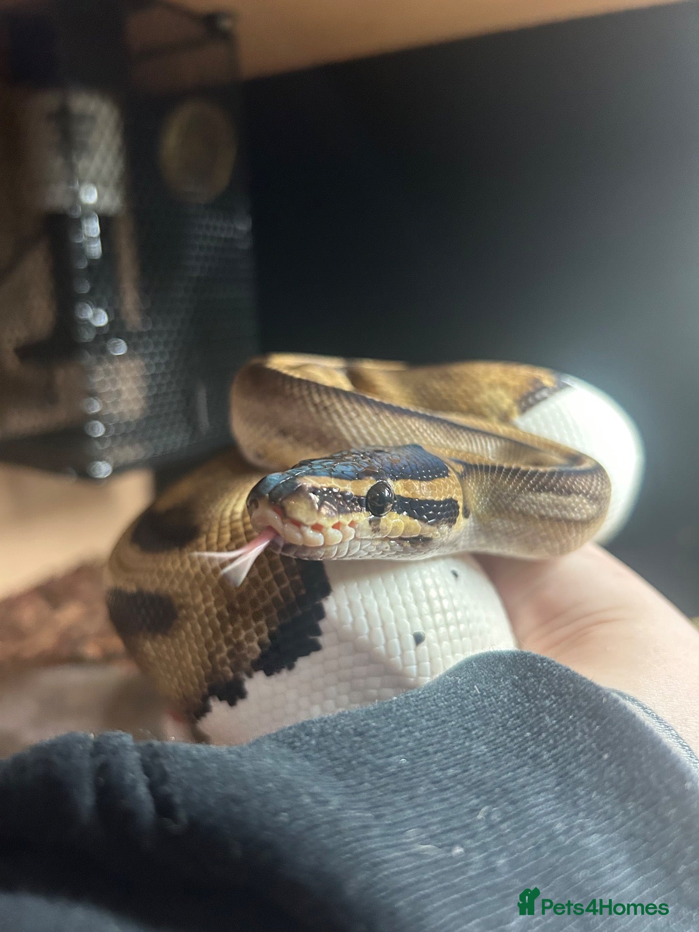 Python Snake reptiles Female pied ball python for sale - Advert 1