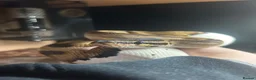 Python Snake reptiles for sale: Female pied ball python for sale in Pontypridd - Advert 1