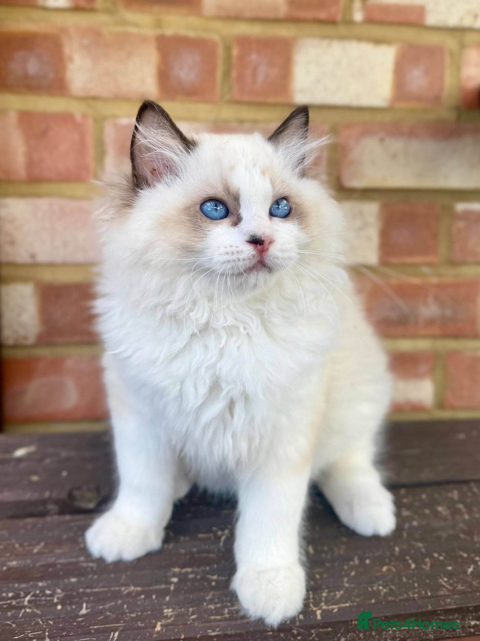 Ragdoll cats TICA registered ragdoll kittens from champions - Advert 2