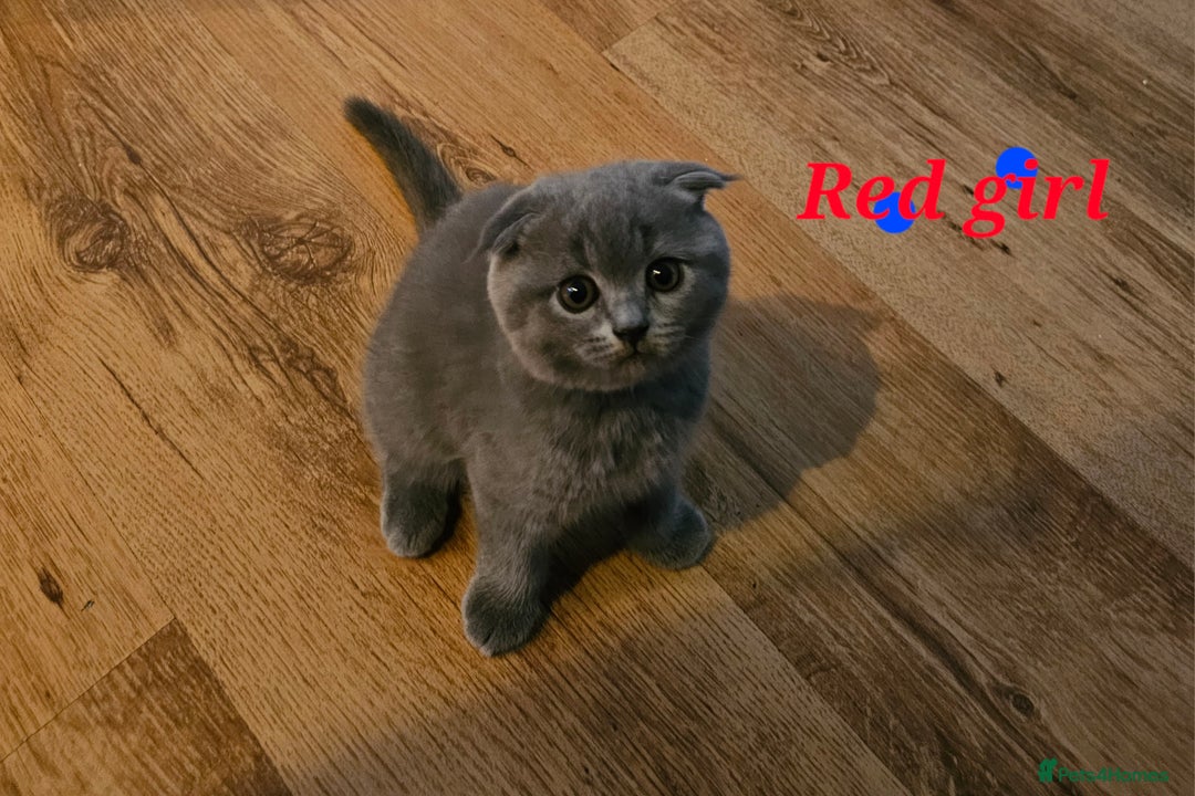 British Shorthair cats for sale: Hurry up 3 🕢Beautiful Scottish fold kitten left in Hatfield - Image 10
