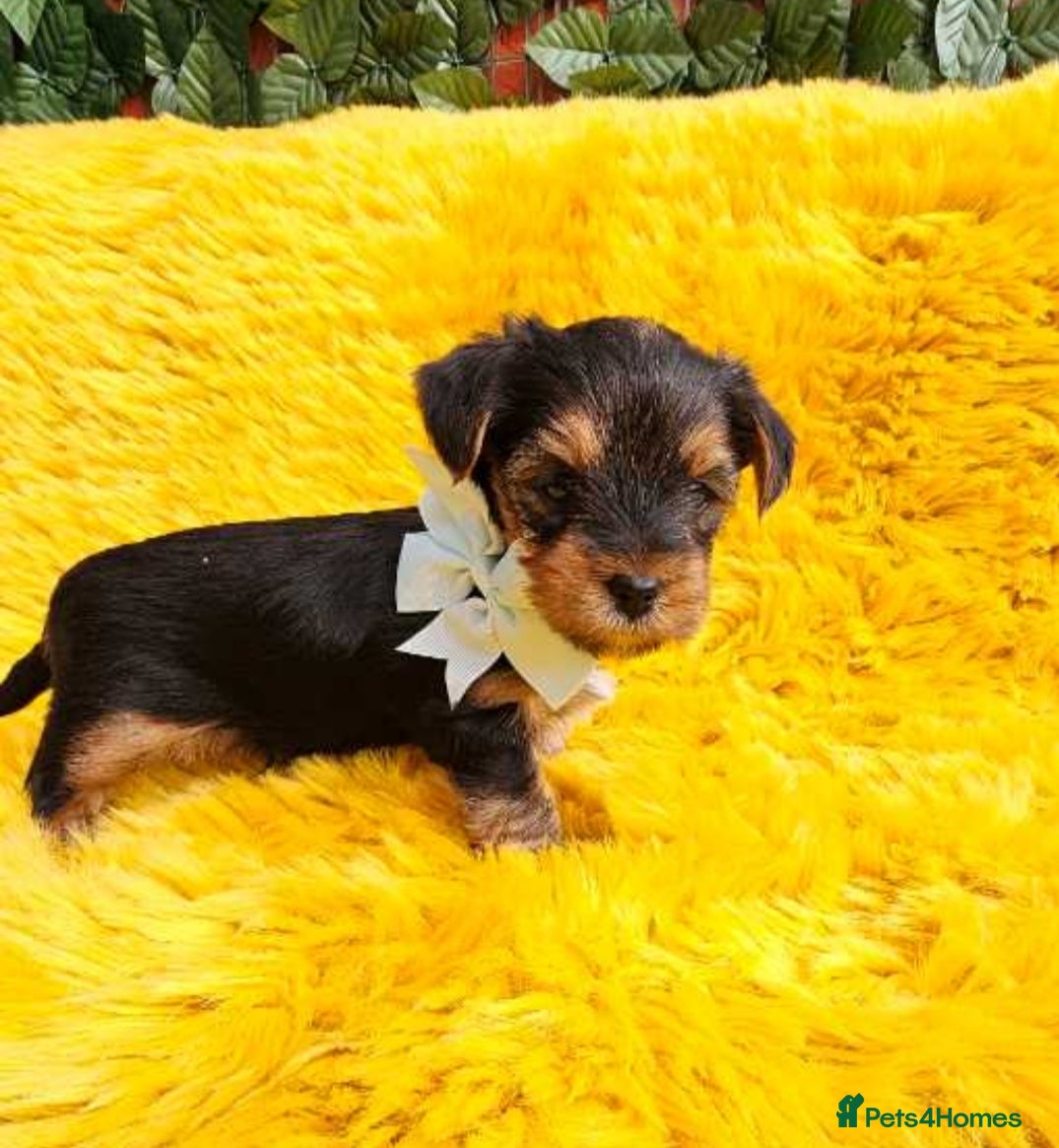 Yorkshire Terrier dogs Pure Bread Perfect looking Yorkshire Terrier Pups - Advert 1