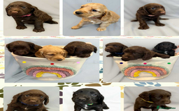 Cocker Spaniel dogs for sale: Cocker spaniel pups KC REG & COUNCIL LICENSED  - Image 13