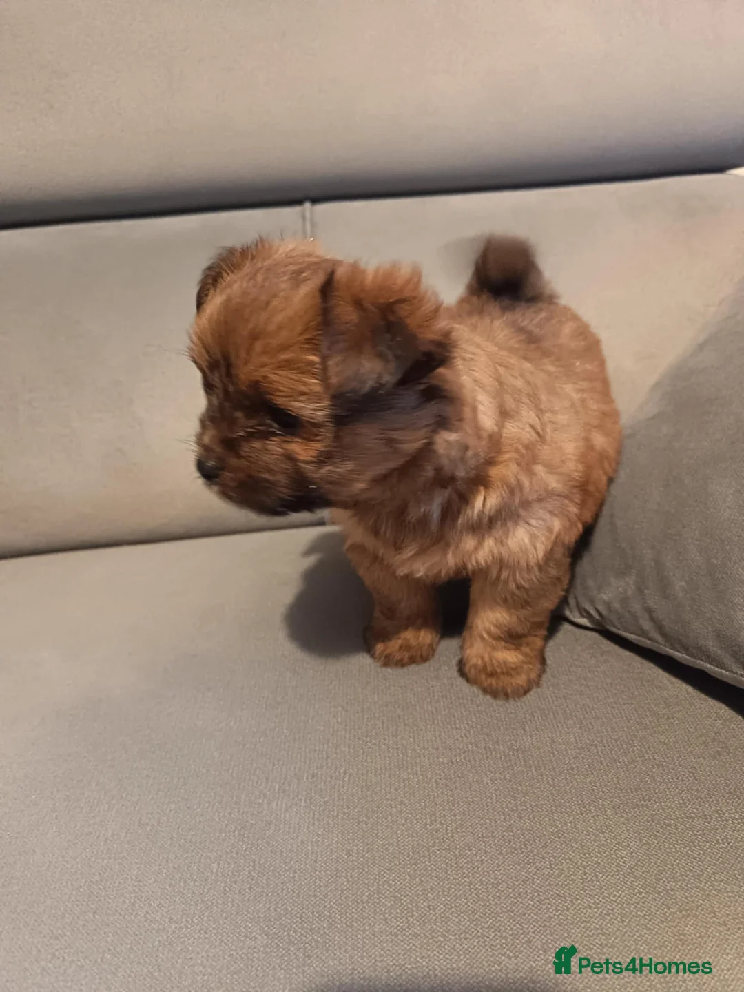 Mixed Breed dogs for sale: 3 Mixed breed puppies  - Advert 10