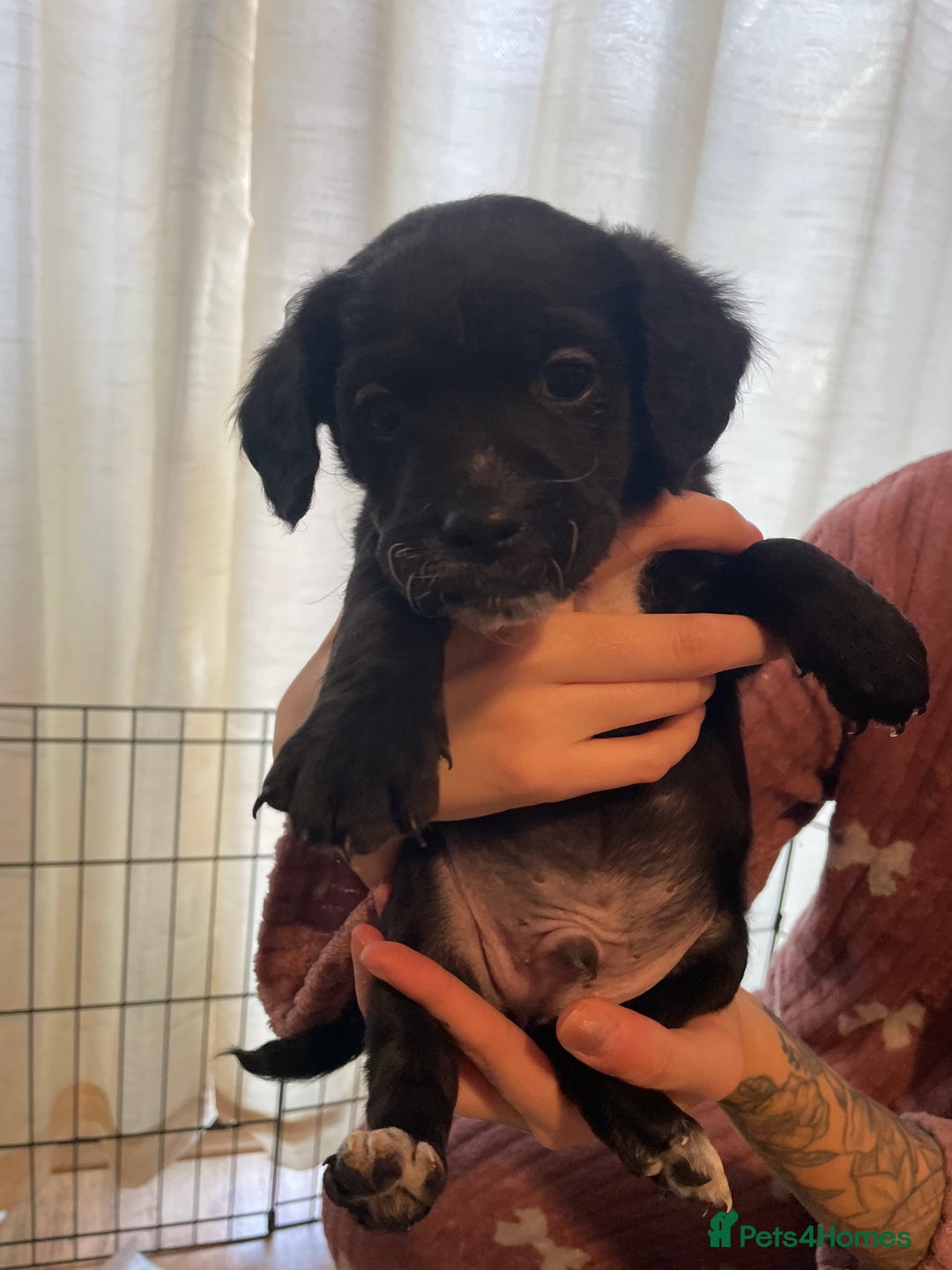 Mixed Breed dogs for sale: Gorgeous cockapoo cross puppies  - Advert 9
