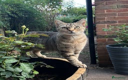 British Shorthair cats for sale: Beautiful fluffy kittens ready in 2 weeks  - Image 14