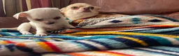 Chihuahua dogs for sale: Meet the Magnificent 7 - Advert 8