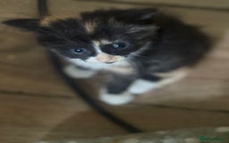 Mixed Breed cats for sale: 6 kittens all different colours  - Image 5