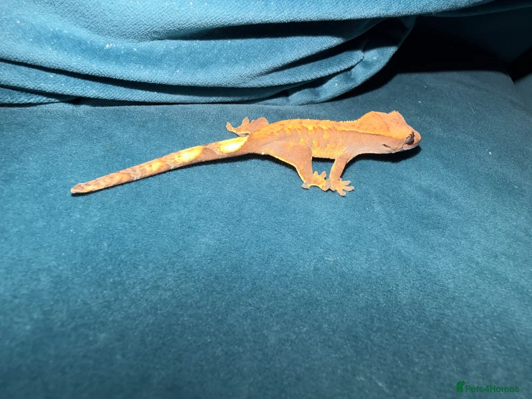 Gecko reptiles for sale: Crested geckos and leopard geckos  - Advert 5