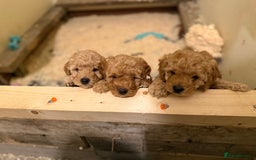 Cavapoo dogs for sale: 1 F2 Cavapoo Puppy Available–Ready for Loving Home - Image 8