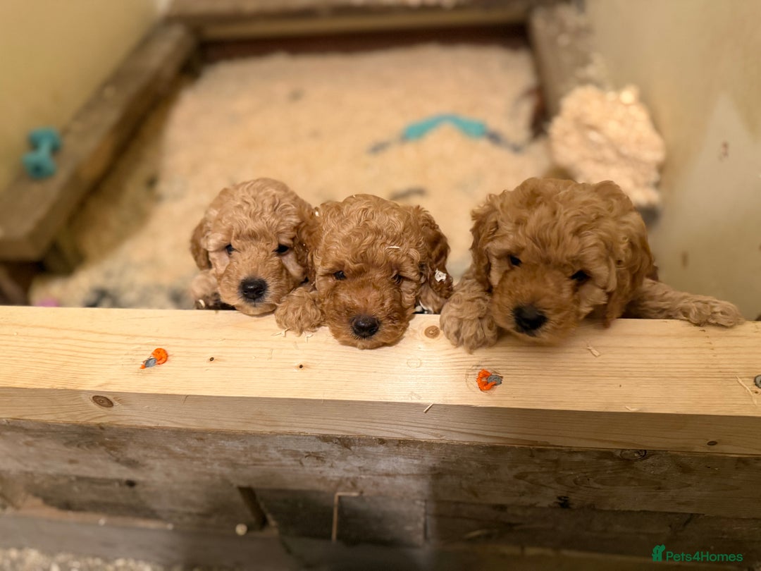 Cavapoo dogs for sale: 1 F2 Cavapoo Puppy Available–Ready for Loving Home - Image 8
