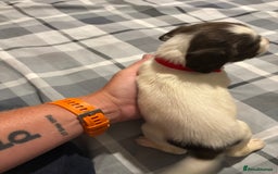 English Springer Spaniel dogs for sale: KC Registered English Springer Spaniel Puppies - Image 11